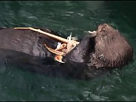 Sea otter eating