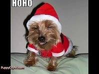 Adorable Dogs and Cats For Christmas