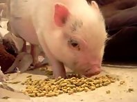 Eating pig