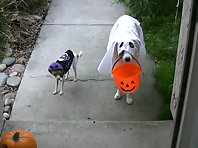 Trick or Treat- - Funny Dogs Halloween