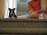 Tux our Boston Terrier puppy falls down the stairs