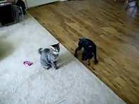 Puppy vs. Cat