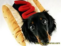 Dogs Dressed As Hotdogs