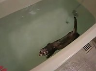 Swimming ferret
