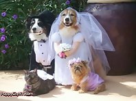 Dog Weddings!