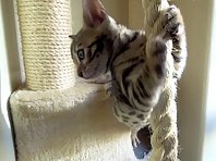 Tarzan kitten