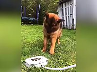 Cuteness Overload-German Shepherds new toy