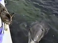 Dolphin and cat greet each other