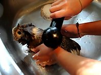 Bathing a guinea pig