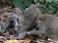 Monkey family and their daily chore
