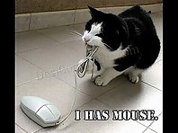 Very Funny Cats I bet you will laugh =)