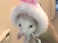 Ferret in Bunny hat