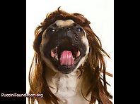 Funny Dogs Wearing Wigs