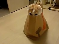 Cat's In The Bag!