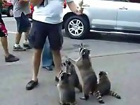 Raccoons beg