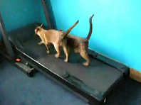 funny cats kittens running on the treadmill