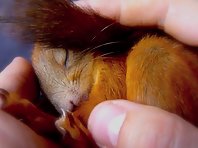 Sleepy red squirrel baby