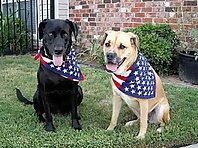 Patriotic Pets! 4th of July Dogs