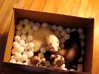 Ferrets in a box