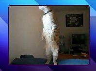 An Amazing Cat Standing Up Exclusive Feature and Cute Kitten Update