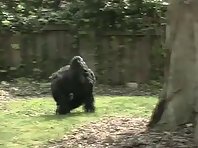 Escaped Gorilla