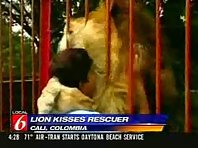 Lion kisses a person