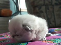 Baby kitten