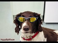 Dogs In Sunglasses!