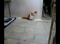 Cat smacking at another Cat