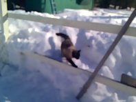 Balinese Cat loves snow !!