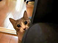 Ninja cat comes closer while not moving!