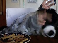 Funny Dog eating and studying