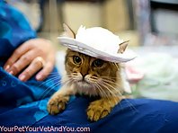 Cats With Hats!