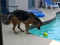 Dog Falls Intro Pool