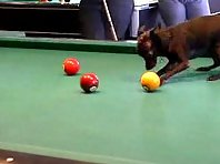 chihuahua playing pool