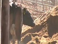 Cows doing funny things