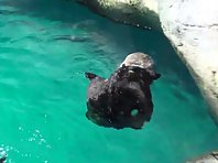 Sea otter cleans itself