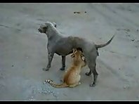 Cat feeds off from a Dog