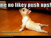 Funny Dogs Exercising