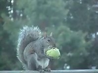 Squirrel eats an apple