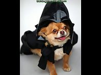 Cute Dogs in Halloween Costumes