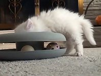 Kitten vs. Toy