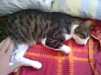 How to wake up a cat