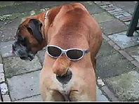 Very Funny Dogs