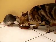 Rat steals the bowl of milk from a cat