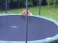 Foxes on trampolines