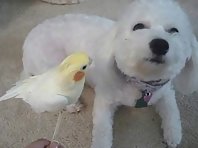 Parrot singing to a dog