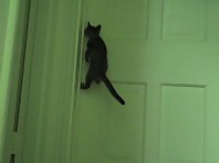 Cat opens the door