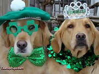 St. Patrick's Day - Irish Dogs!