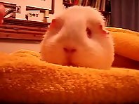 Funny faced guinea pig